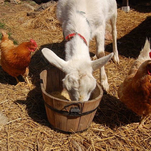 y[^[ƌ{ Peter(Goat)&hens